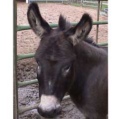 Quarter Moon Annabelle