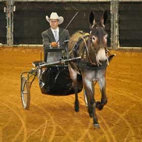 show record Circle Z Mo Vision