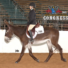 Morgan Meyer showing Circle Z Peggy