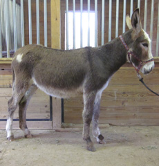 Circle Z High Cotton