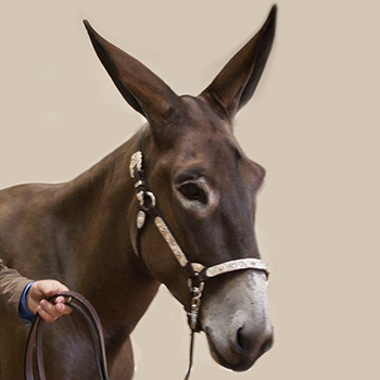 Click the donkey photo to visit the donkey information pages